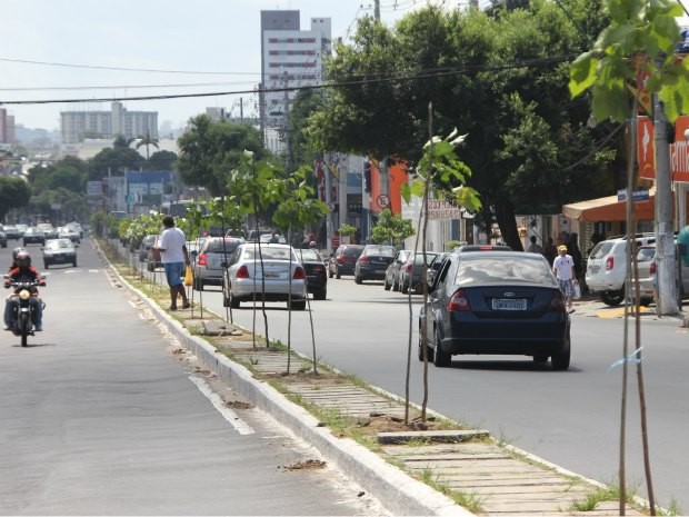 Mudas plantadas em avenida Djalma Batista, em Manaus  (Foto: Divulgação/Semmas)