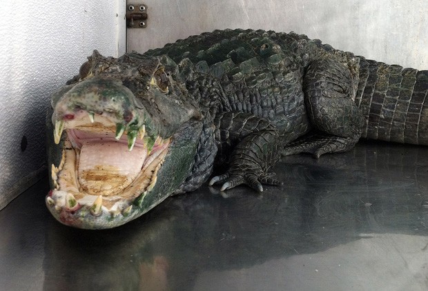Aligator guardava esconderijo de drogas, e foi levado a um zoológico (Foto: AP)
