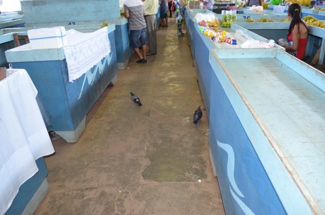 Pombos circulam entre os balcões do Feirão do Produtor (Foto: Hudson Pimentel/G1)