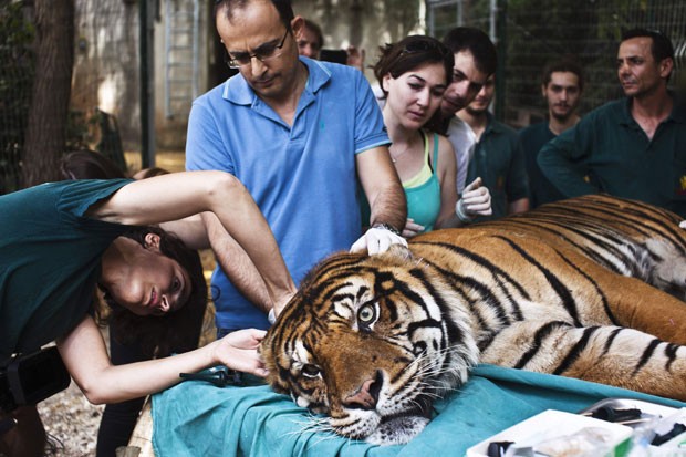 'Pedang' passou tratamento de acupuntura em zoo em Israel (Foto: Nir Elias/Reuters)
