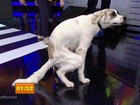 Cachorro faz cocô no palco do 'Domingão' e deixa dona sem graça