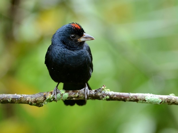 Tie Preto Tem Plumagem Brilhante E Faixa Vermelha Na Cabeca Fauna G1