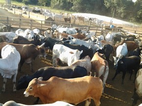 Polícia recuperou gado roubado durante operação (Foto: Polícia Civil/Divulgação)