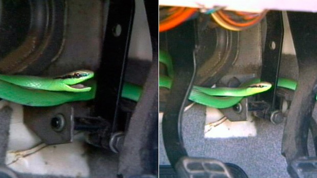 Cobra foi encontrada dentro de carro (Foto: Reprodução/RBS TV)