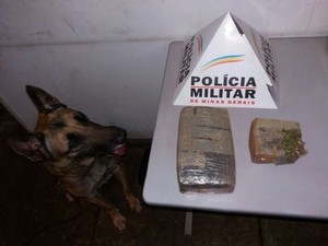 Cão farejador e droga apreendida em Pará de Minas (Foto: Policia Militar/ Divulgação)