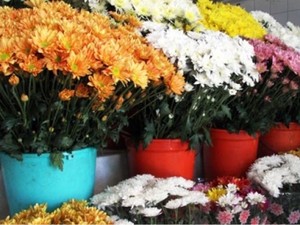 Tamanho e quantidade das flores pode variar entre os estabelecimentos (Foto: Divulgação/Procon-CG)