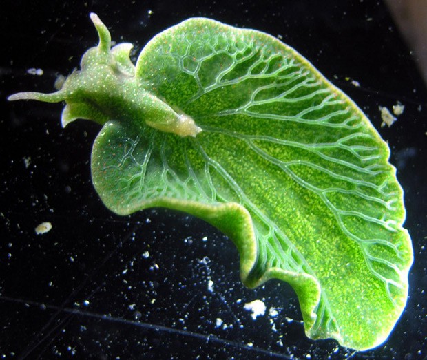  Lesma do mar Elysia chlorotica consegue fazer fotossíntese como se fosse uma planta  (Foto: Patrick Krug/Divulgação )
