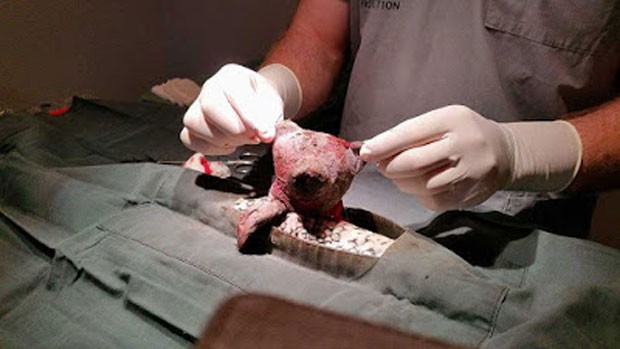 Píton passou por cirurgia de emergência após devorar ursinho de pelúcia (Foto: Reprodução/Facebook/Reptile Relocation And Awareness)