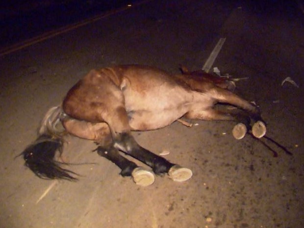 Cavalo estava solto na pista e morreu ao ser atropelado na MG-167 (Foto: Devanir Gino / EPTV)