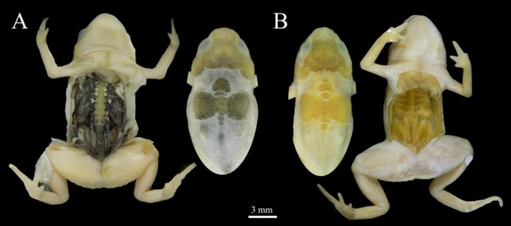 Diferença entre o Brachycephalus darkside (A) e o Brachycephalus ephippium (B).  (Foto: Reprodução  )