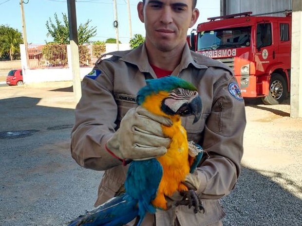Soldado Admilson da Silva fez o resgate de arara (Foto: Corpo de Bombeiros/Nova Mutum)