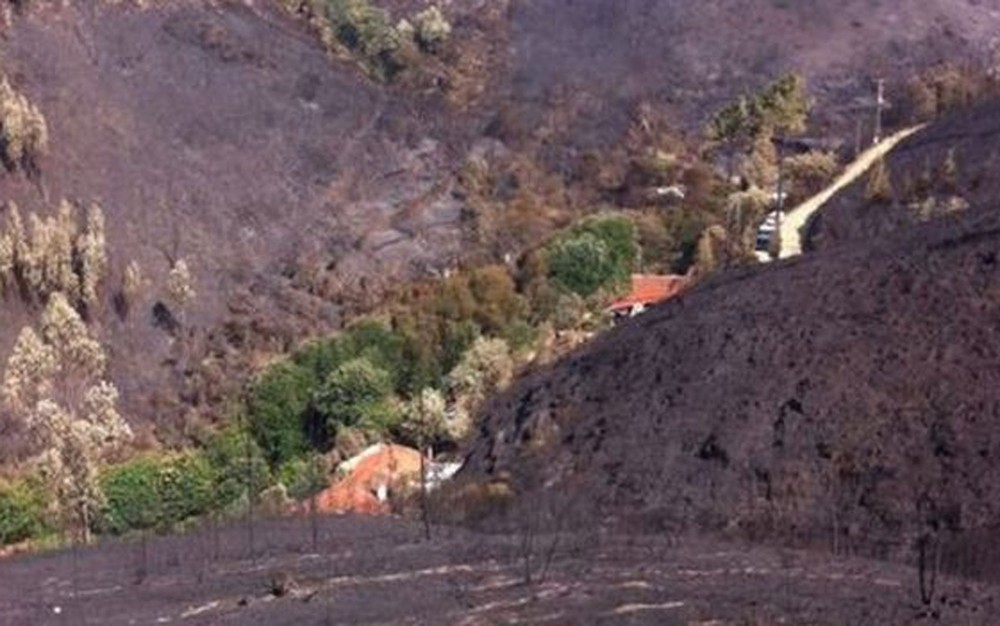 Árvores formaram uma barreira que impediu o avanço das chamas em Portugal (Foto: Cortesia do Jornal de Notícias)