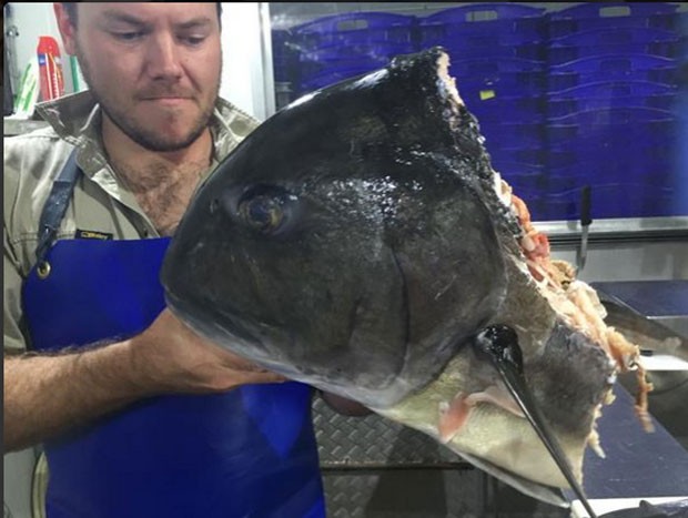 Pescador mostra o que sobrou de peixe após ataque de tubarão (Foto: Reprodução/Twitter/Ballina fish co-op)