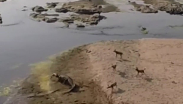 Crocodilo saiu do rio, caminhou em direção da presa e a abocanhou (Foto: Reprodução/YouTube/Kruger Sightings)