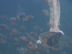 Piranhas em aquário  (Foto: Humberta Carvalho / G1)