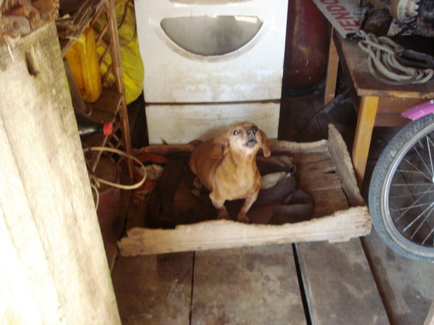 Cães e coelhos foram encontrados nesta segunda-feira, em Joinville (Foto: PMA/Divulgação)