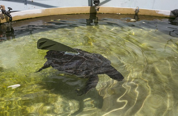 Tartaruga foi resgatada no Mar Mediterrâneo (Foto: Reuters/Baz Ratner)