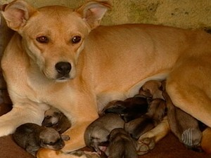 Castrar o animal faz parte de um dos cuidados que devem ser tomados  (Foto: Reprodução/TV Diário)
