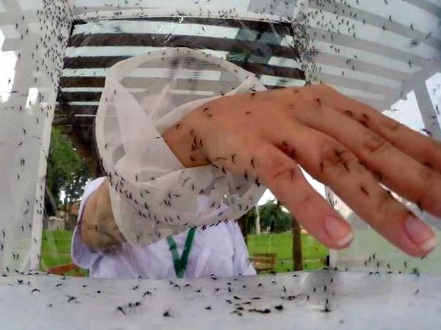 Mosquitos geneticamente modificados começaram a ser soltos nesta quinta-feira (30) em Piracicaba (Foto: Reprodução/EPTV)