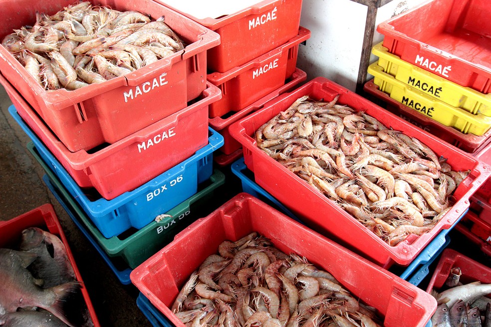 Termina período de defeso dos crustáceos no mar da Região dos Lagos e do Norte Fluminense  (Foto: Divulgação)