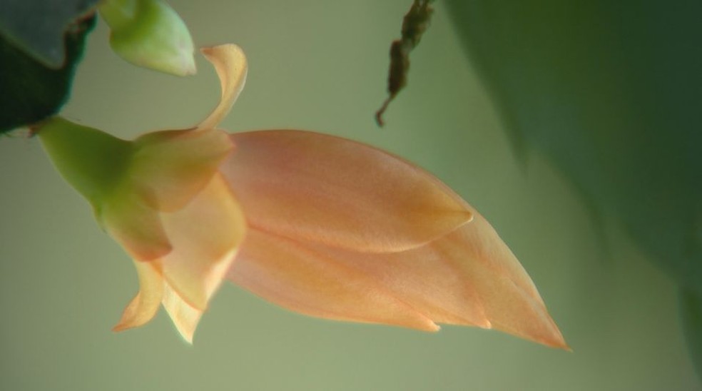 Flor de maio só floresce uma vez ao ano mas é fácil de cuidar (Foto: Reprodução/TV TEM)