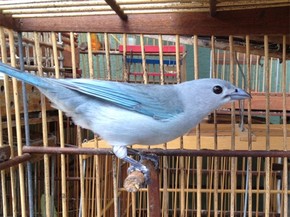 Aves Canoras Sao Os Animais Mais Traficados Na Paraiba Diz Veterinario Paraiba G1