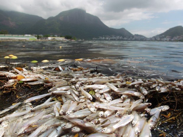 Lagoa amanheceu com mortandade de peixes (Foto: Gabriel de Paiva/ Agência O Globo)