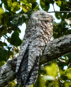 Mãe da Lua Giagante (Foto: Clóvis Cruvinel/ Arquivo Pessoal)