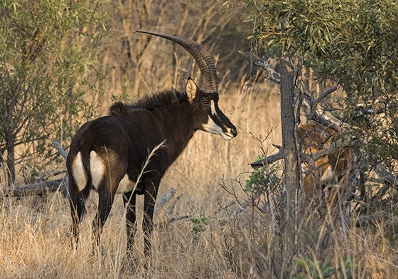 Uma palanca-negra ao amanhecer (Foto: © Haroldo Castro/Época) Uma palanca-negra ao amanhecer (Foto: © Haroldo Castro/Época)