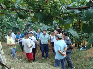  Técnicos e agricultores participaram do dia de campo sobre fruticultura em Cambuci.  (Foto: Divulgação)