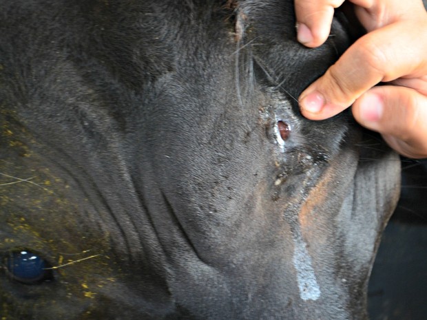 "Olhos extras" do bezerra fica embaixo do terceiro chifre do animal (Foto: Aline Nascimento/G1)