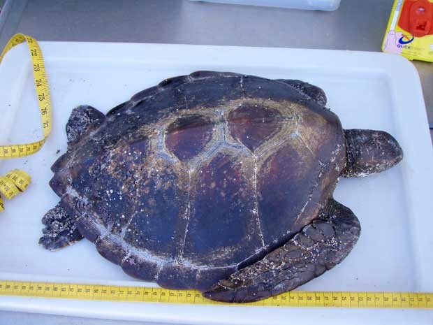 Foto da Universidade de Queensland mostra uma tartaruga-verde da qual biólogos retiraram grande quantidade de detritos.  (Foto: AFP Photo/University of Queensland/Kathy Townsend)