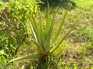 Aloe vera (Foto: Reprodução/TV Morena)