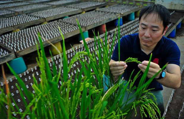 Foto de divulgação mostra o pesquisador Tsutomu Ishimaru inspecionando grãos de arroz com o gene Spike (Foto: Irri/AFP)
