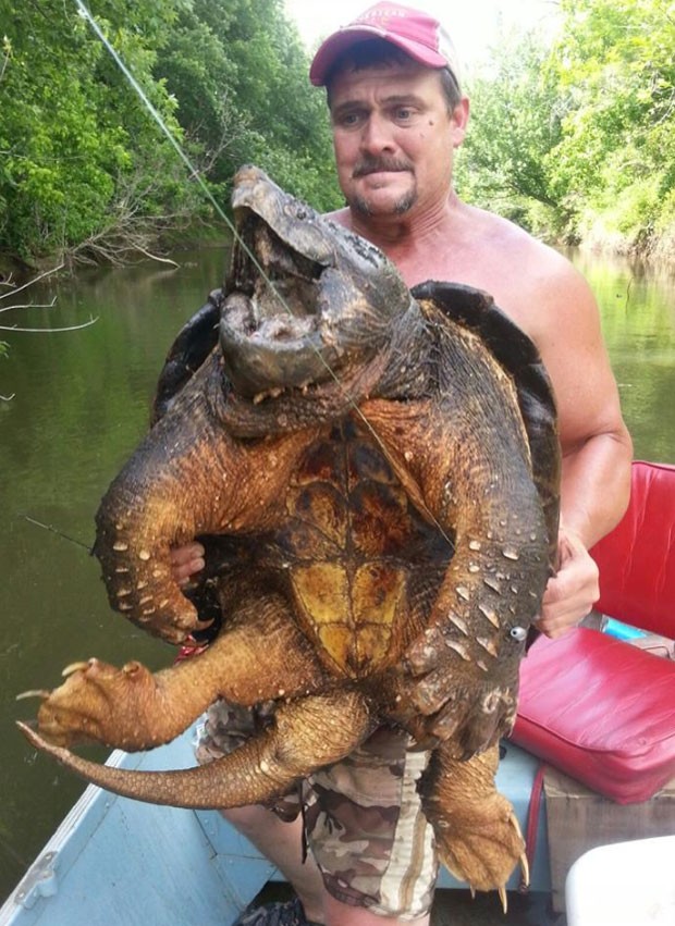 Dave Harrell fisgou tartaruga-aligátor de 45 quilos em lago em Oklahoma (Foto: Divulgação/Oklahoma Department of Wildlife Conservation)