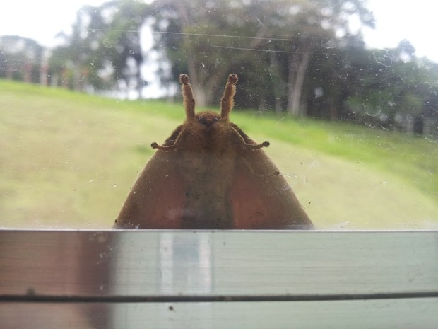 Uma mariposa ‘curiosa’ teve sua foto registrada por turistas no municipio de Juquiá, no Vale do Ribeira, interior de São Paulo, na tarde deste sábado (16). Do lado de fora da janela, o pequeno inseto tentava xeretar o ambiente quando foi clicado. (Foto: Arquivo Pessoal / Fabio Laure)