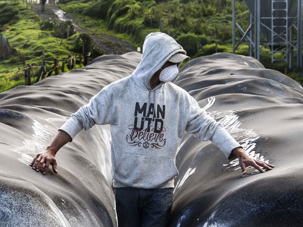 Fazendeiro mostra cinzsa do vulcão Turrialba sobre lonas que protegem as colheitas em San Gerardo de Irazu (Foto: Ezequiel Ibecerra/AFP)