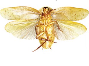 Barata da espécie 'Pseudophoraspis incurvata' (Foto: Divulgação/ZooKeys)