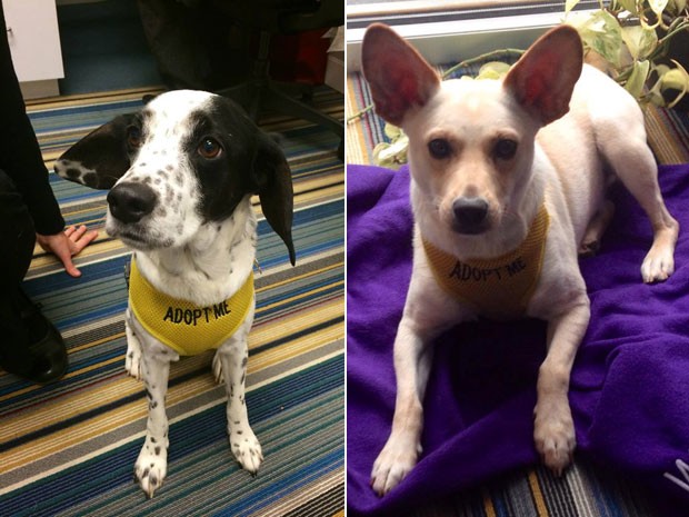 Hotel fez parceria com abrigo e pretende dar um lar para 100 cães abandonados até o fim de 2015 (Foto: McKibbon Group/Divulgação) Hotel fez parceria com abrigo e pretende dar um lar para 100 cães abandonados até o fim de 2015 (Foto: McKibbon Group/Divulgação)