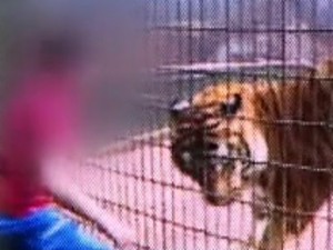 Tigre que atacou menino voltou a ser exibido no zoo (Foto: Reprodução/RPCTV)