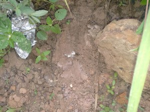 Drogas foram encontradas em terreno baldio ao lado da casa do suspeito (Foto: Divulgação/Polícia Civil)