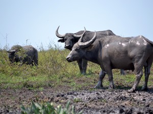 Animais saíram de fazenda e estão sem controle (Foto: Ísis Capistrano/ G1)