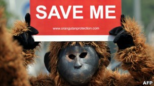 A extinção de espécies não é necessariamente um problema no planeta (Foto: AFP/BBC)