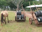 Polícia apreende carroças e cavalo  com contrabando no oeste do Paraná