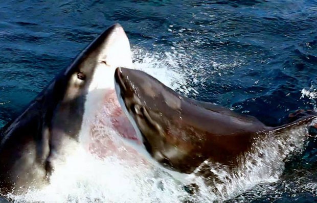 Confronto mortal entre dois grandes tubarões brancos foi filmado na Austrália (Foto: Reprodução/Vimeo/Adam Malski )
