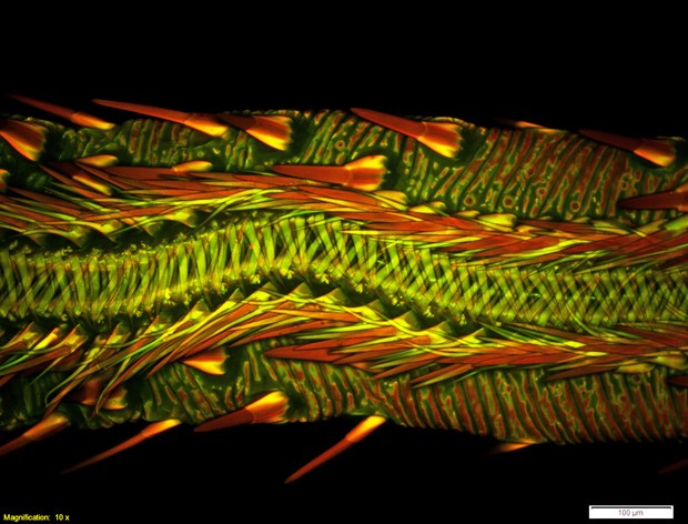  Partes da boca de uma mariposa da espécie Calyptra thalictri são vistsa sob o microscópio (Foto:  Matthew S. Lehnert, Ashley L. Lash/8º lugar no 2014 Olympus BioScapes Digital Imaging Competition/ www.OlympusBioScapes.com)