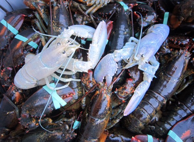 Raras lagostas albinas foram apanhadas por Bret Philbrick e Joe Bates (Foto: Elizabeth Watkinson/Owls Head Lobster Company/AP)