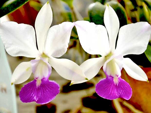 Flor em exposição na Festa Nacional da Orquídea (Foto: Divulgação)