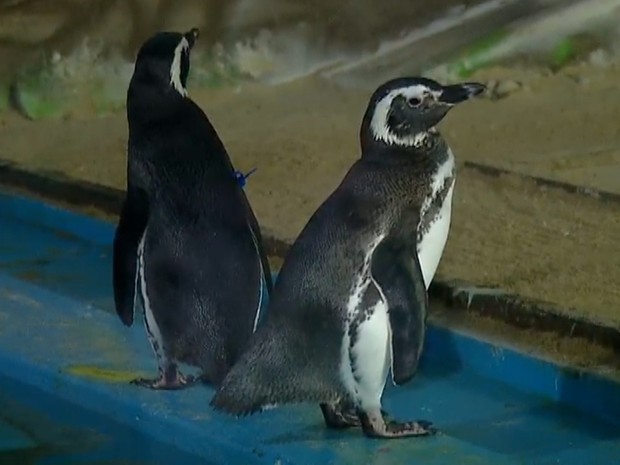 Aquário Natal possui atualmente cinco pinguins-de-Magalhães (Foto: Reprodução/ Inter TV Cabugi)