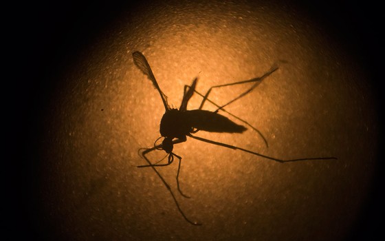O mosquito Aedes Aegypt (Foto: AP Photo/Felipe Dana, File)